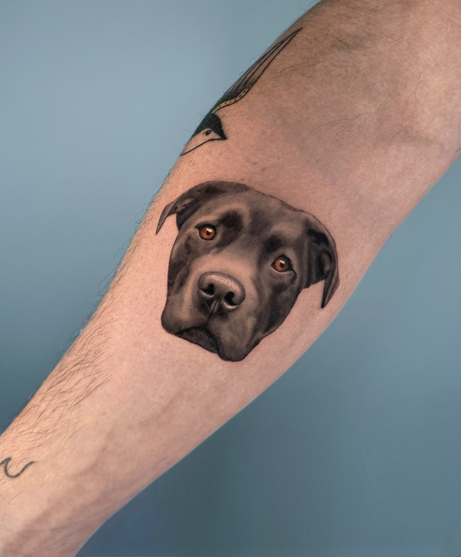 Retrato microrealista de perro negro